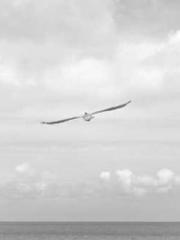 Rong Zhao, male, Nin