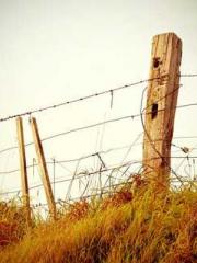 Super husband Lin Xi