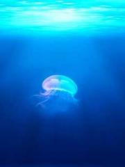 Mr. Gu, your wife is