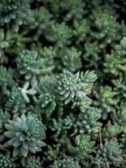 The Imperial Concubi